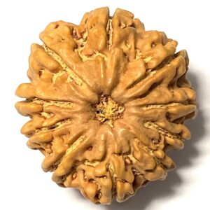 10 Mukhi Rudraksha