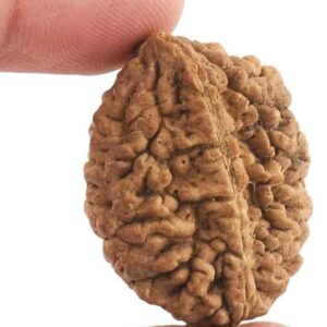 2 Mukhi Rudraksha