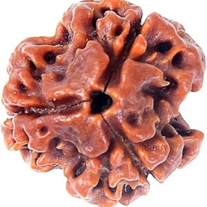 3 Mukhi Rudraksha
