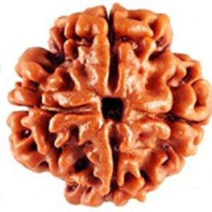 4 Mukhi Rudraksha