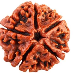 5 Mukhi Rudraksha