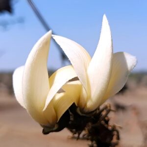 White Palash Phool – Natural Sacred Flowers for Rituals & Decor