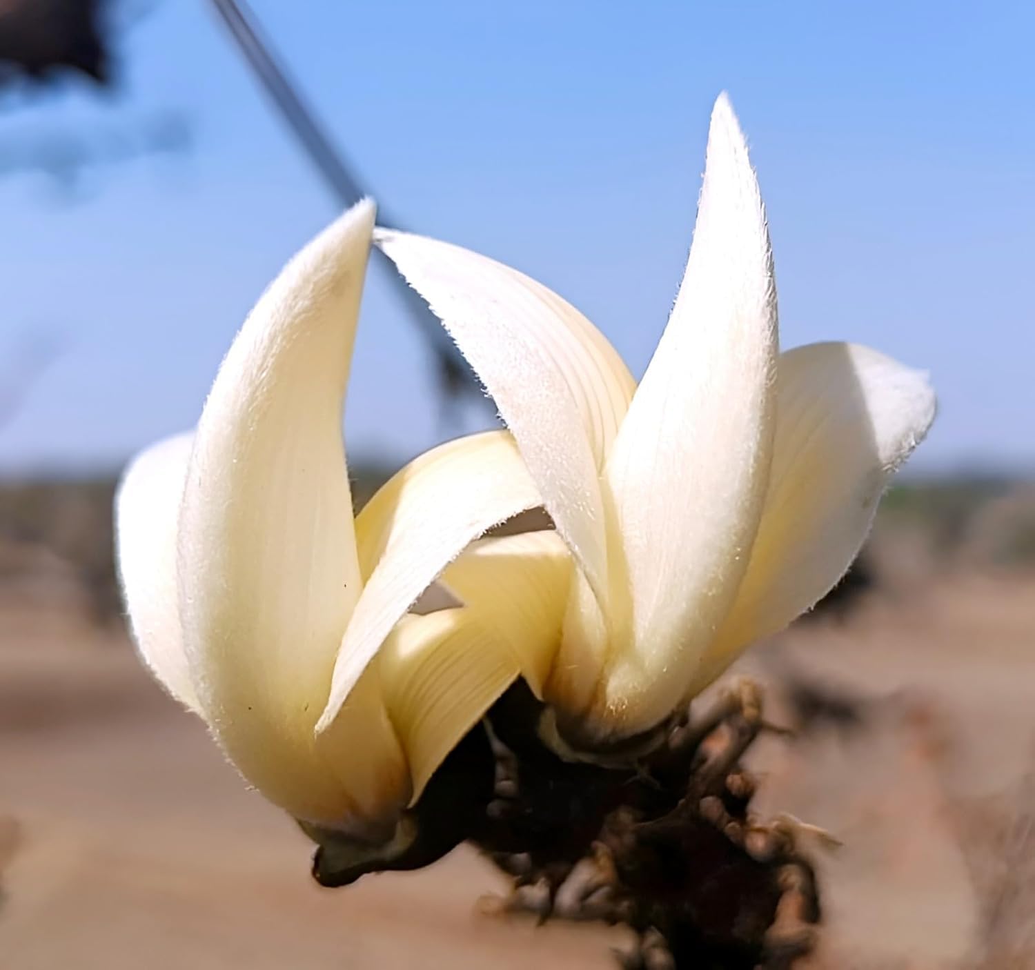 White Palash Phool – Natural Sacred Flowers for Rituals & Decor - Image 2