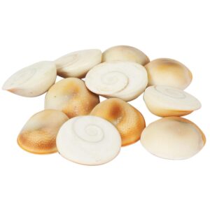 Gomati Chakra – Sacred Cowrie Disc for Wealth & Spiritual Energy