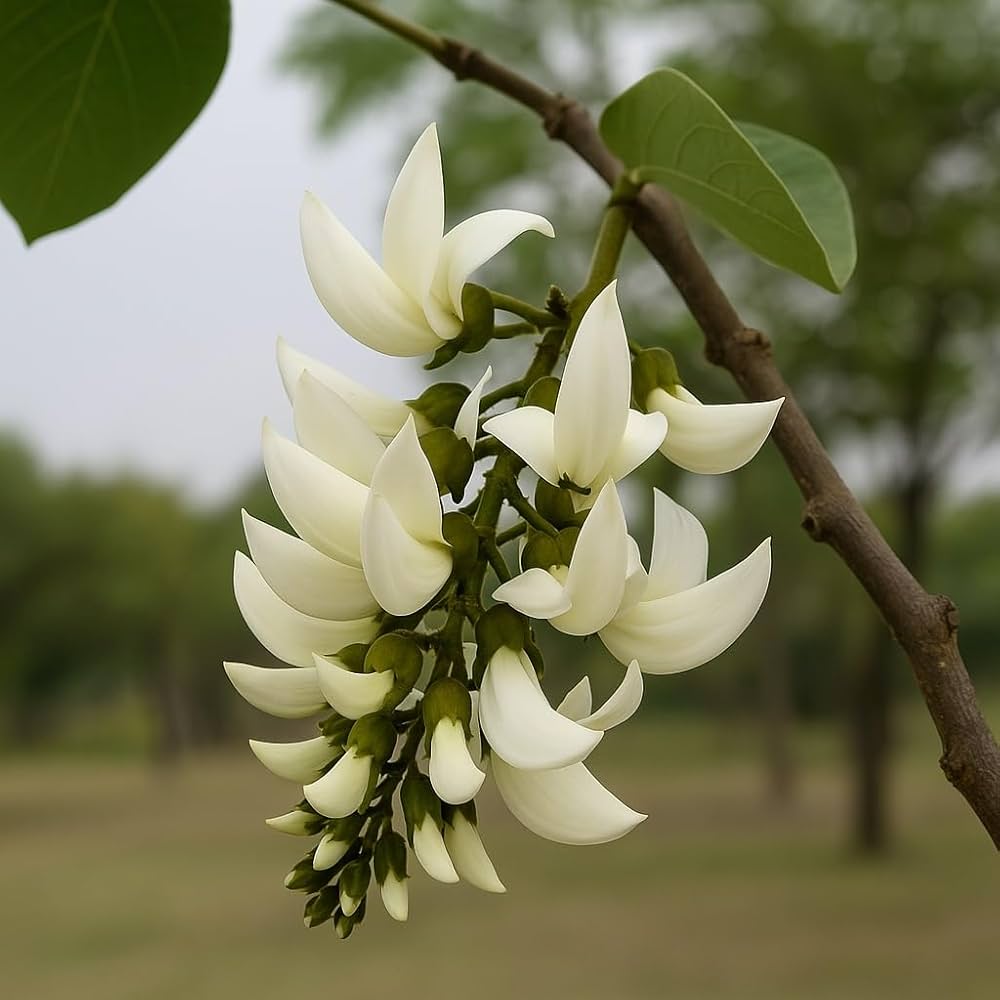 White Palash Phool – Natural Sacred Flowers for Rituals & Decor