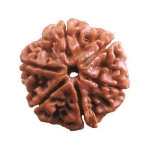 6 Mukhi Rudraksha