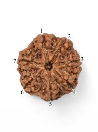 7 Mukhi Rudraksha