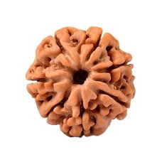 7 Mukhi Rudraksha