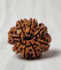 8 Mukhi Rudraksha