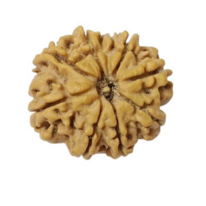 8 Mukhi Rudraksha
