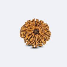 9 Mukhi Rudraksha