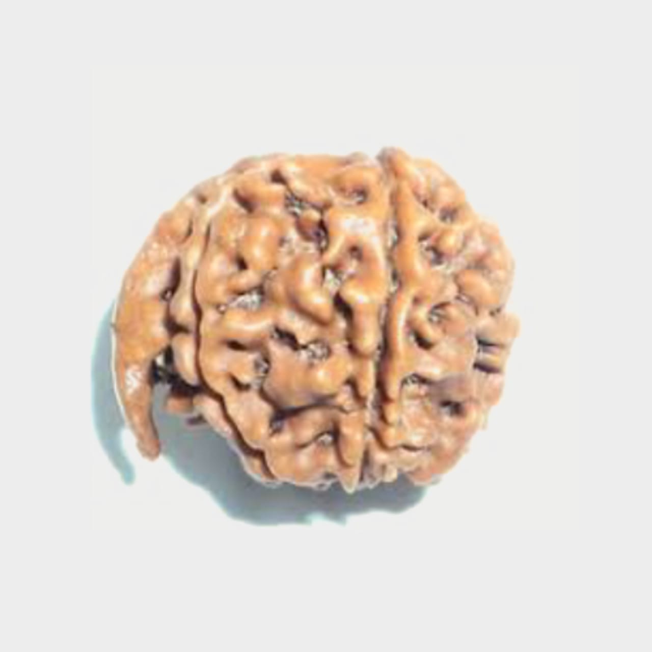 Original Ganesh Mukhi Rudraksha - Image 4