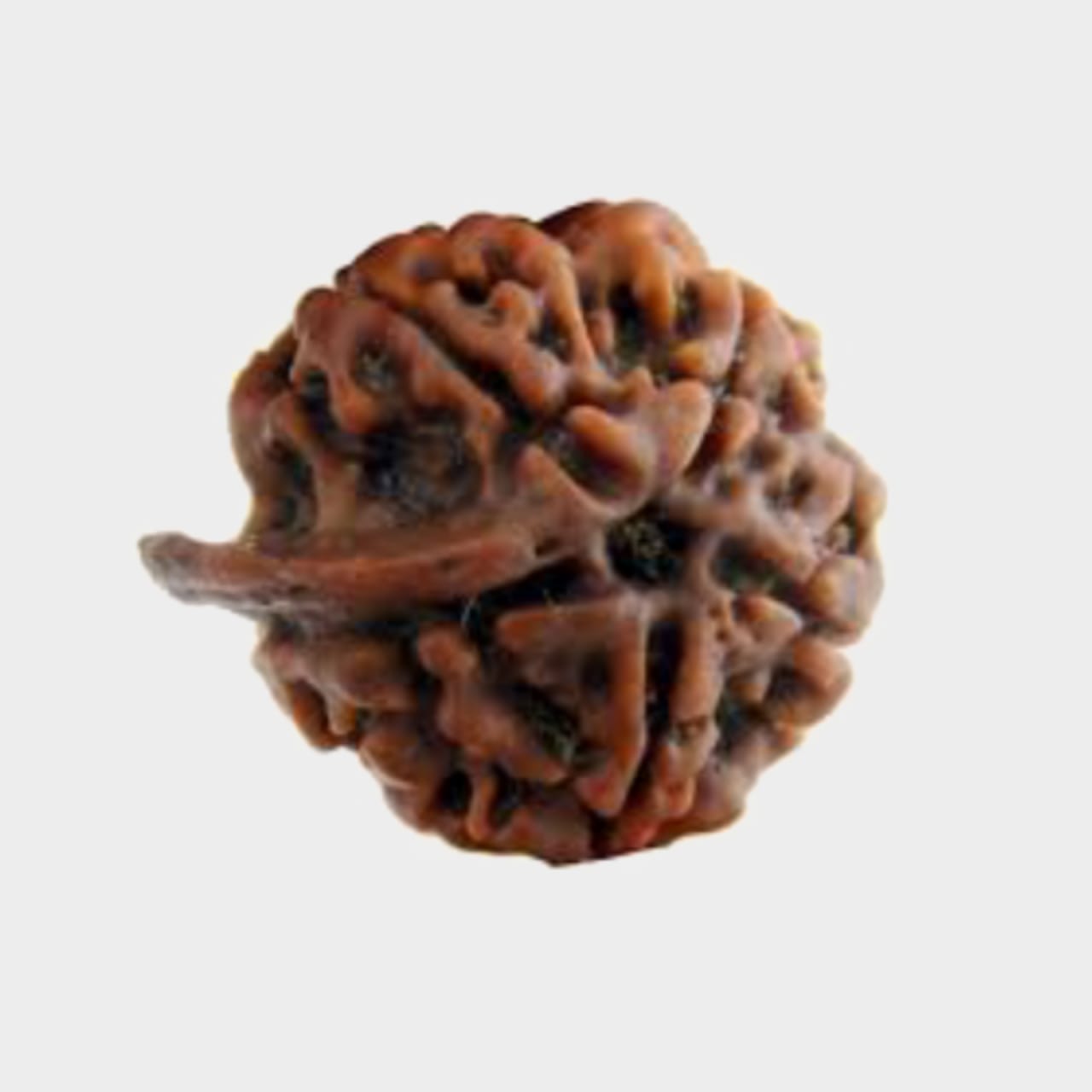 Original Ganesh Mukhi Rudraksha - Image 3