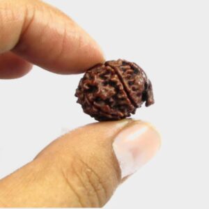 Original Ganesh Mukhi Rudraksha