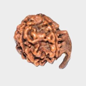 Original Ganesh Mukhi Rudraksha