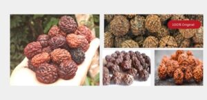 Read more about the article Rudraksha: Ancient Wisdom, Modern Benefits, and How to Use It in Daily Life