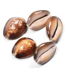 Laxmi Kaudi – Sacred Cowrie Shells for Wealth & Prosperity