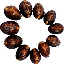 Laxmi Kaudi – Sacred Cowrie Shells for Wealth & Prosperity