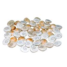 Gomati Chakra – Sacred Cowrie Disc for Wealth & Spiritual Energy