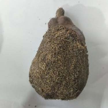 Ekakshi Nariyal – Sacred One-Eyed Coconut for Rituals & Puja - Image 3