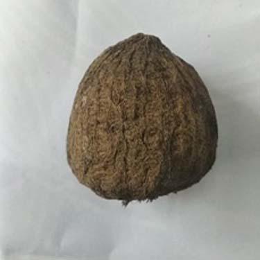 Ekakshi Nariyal – Sacred One-Eyed Coconut for Rituals & Puja - Image 2
