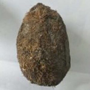 Ekakshi Nariyal – Sacred One-Eyed Coconut for Rituals & Puja
