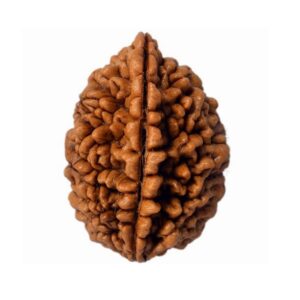 1 Mukhi Rudraksha