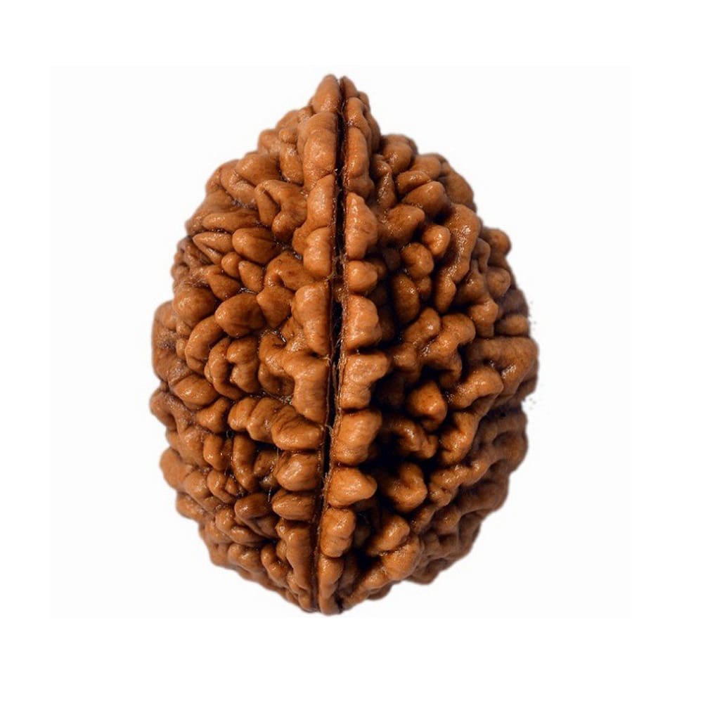 1 Mukhi Rudraksha - Image 2