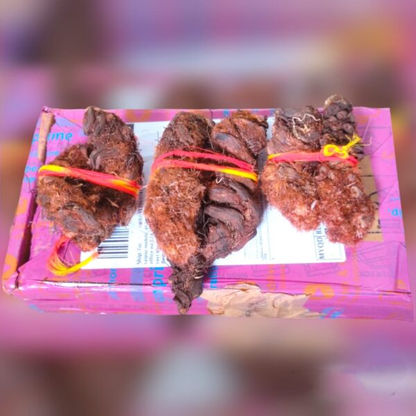 Original and Natural Hatha Jodi (Energized)-Symbol of Divine Power and Prosperity. - Image 3